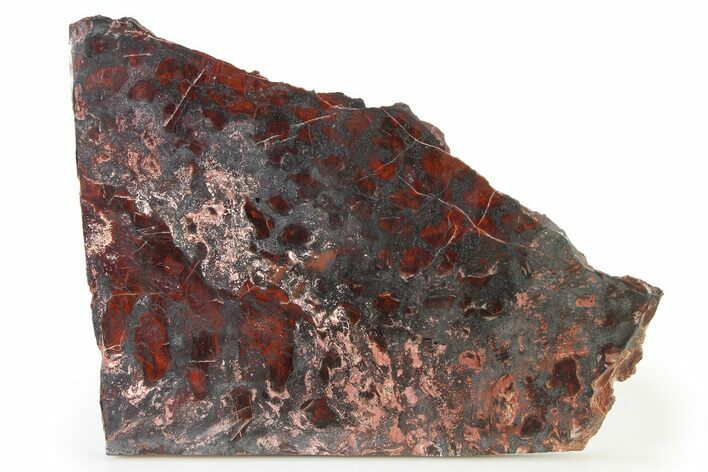 Polished Stromatolite (Collenia) Slab - Minnesota #326052